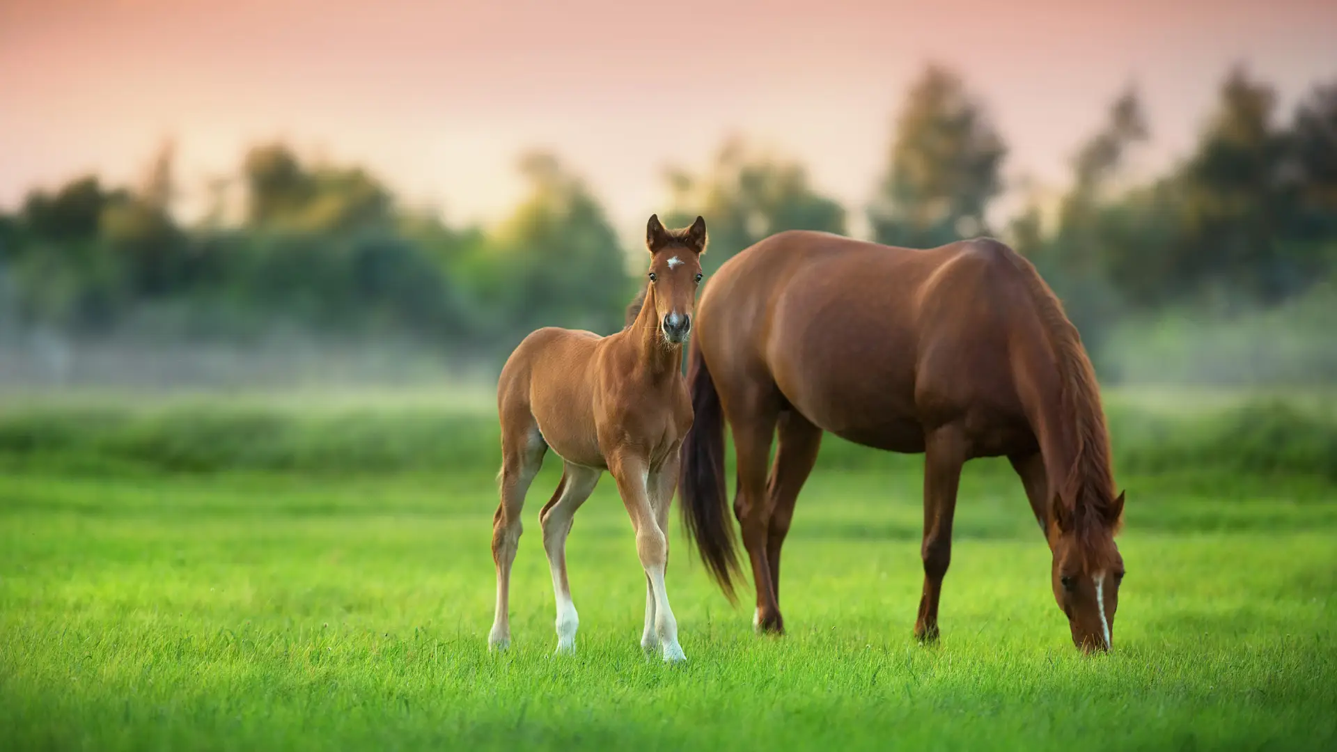 Foal in elite pasture