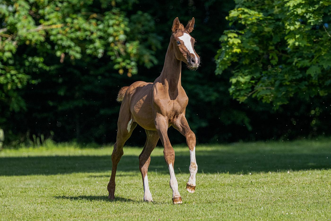 Dalinka Lulu, a 160Foals foal