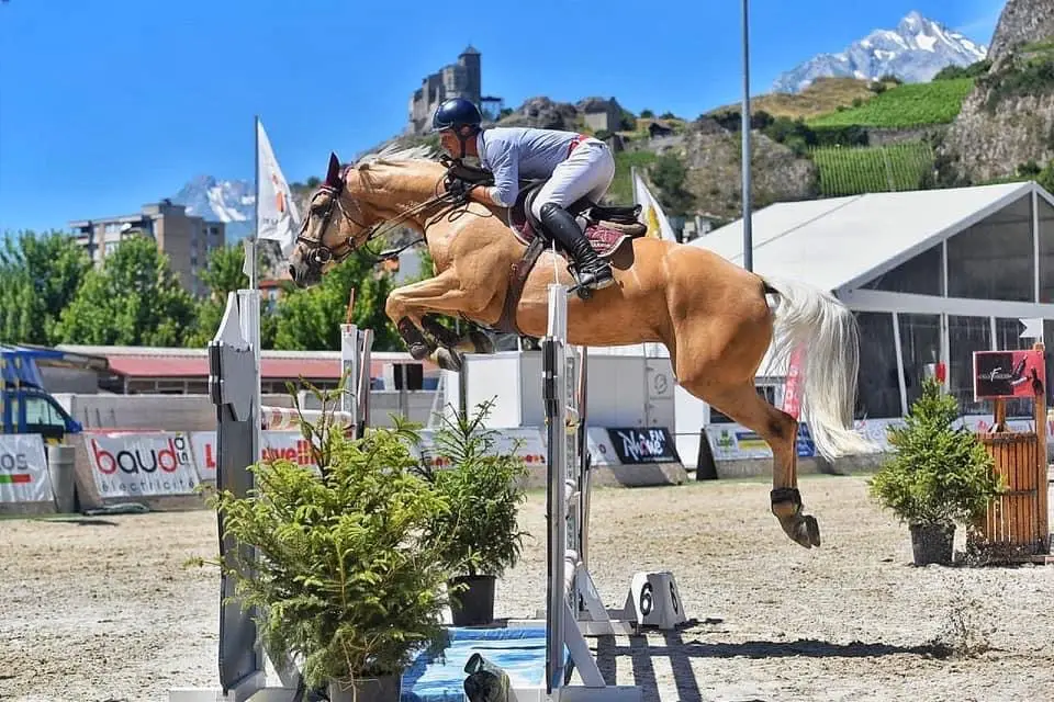 Clara de Bacon, palomino mare in competition
