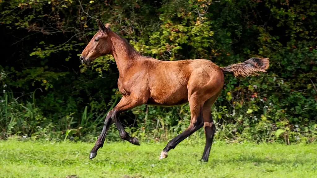Ultra Lady OSF Z, pouliche par United Touch et la jument Lageena Hero, photo 1 sur 3