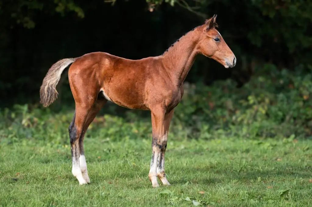 Bo Goss, foal by Balou du Reventon out of Atlanta 541