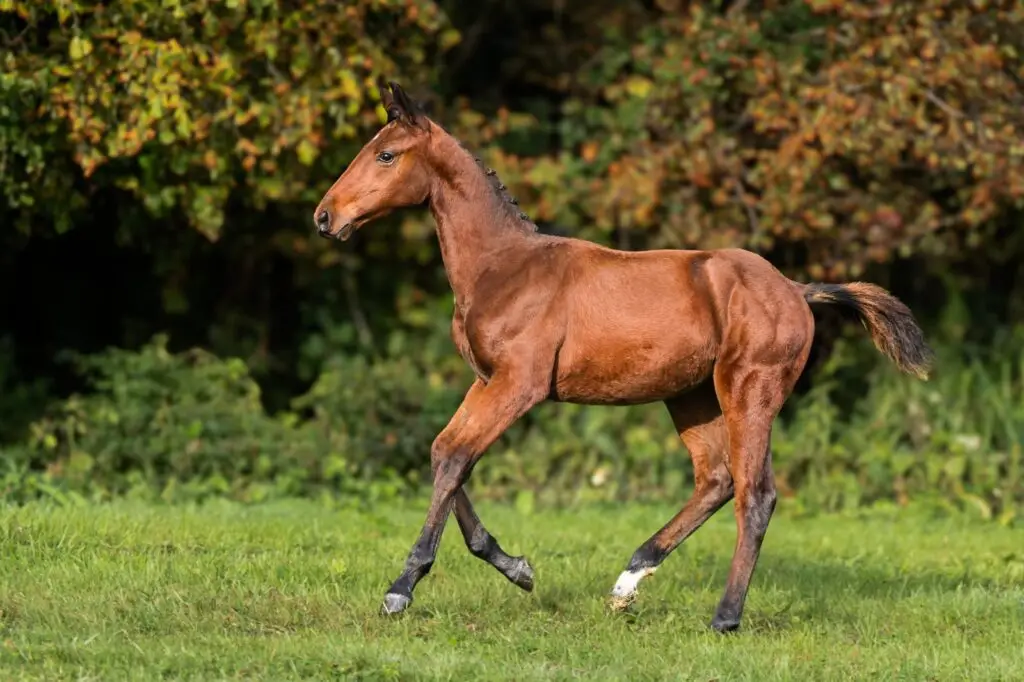 Caliente, foal by Chacco-Blue out of D'Ulien van de Smeets