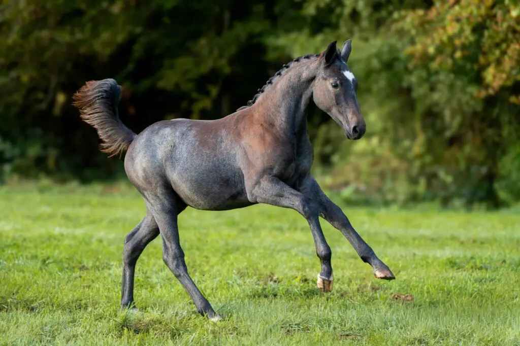 Corsair, foal by Cornet Obolensky out of Tinkabell 12