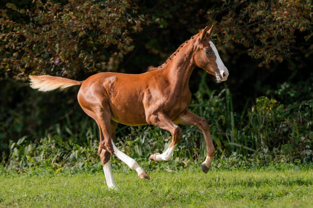 Eastwood, foal by Ermitage Kalone out of Americana