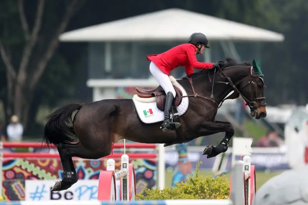 Calvira, dans le pedigree de l’embryon Coquira × Calvaro Z