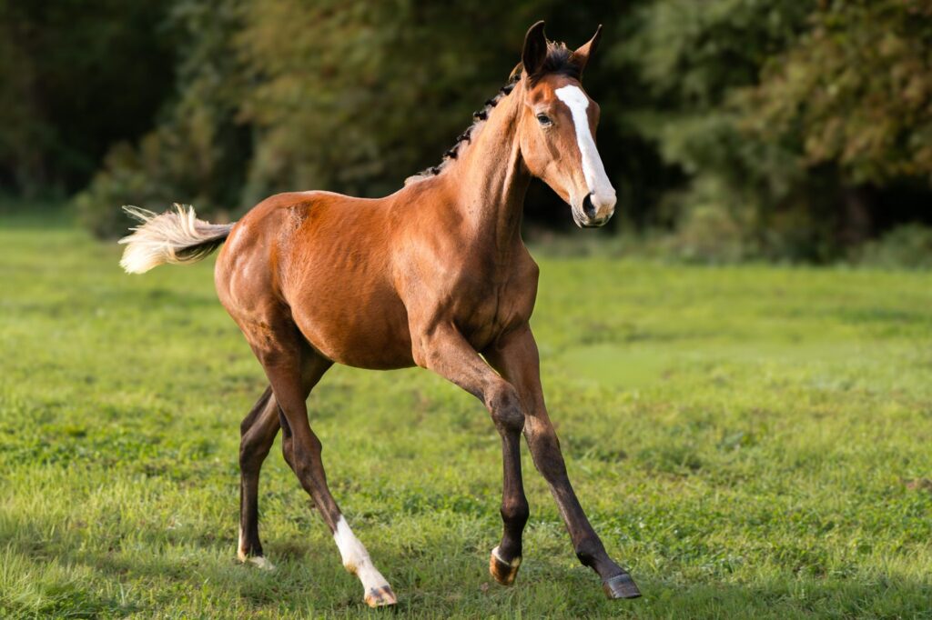 For Calypso, foal by For Pleasure out of Just Penelope