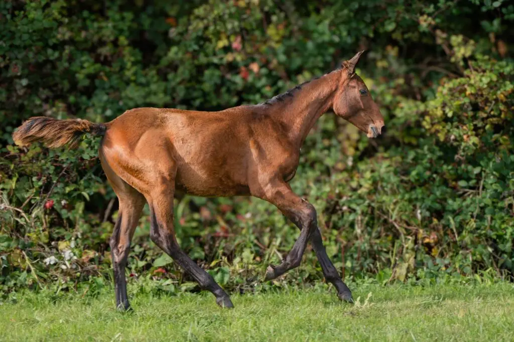 Ultra Lady, poulain de United Touch, issu de Lageena Hero