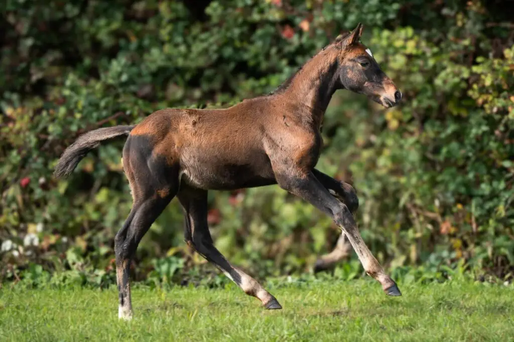 Ultra Lulu, foal by Untouched out of New Classic S